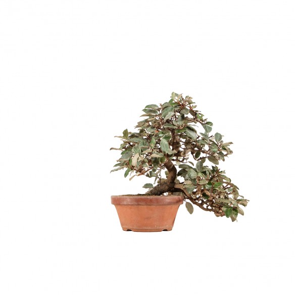 Elaeagnus pungens - B6420