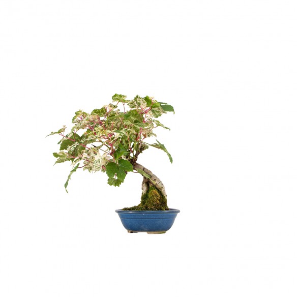 Ampelopsis spp. - B6422