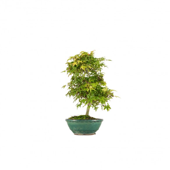 Acer palmatum Kiyohime - B6424