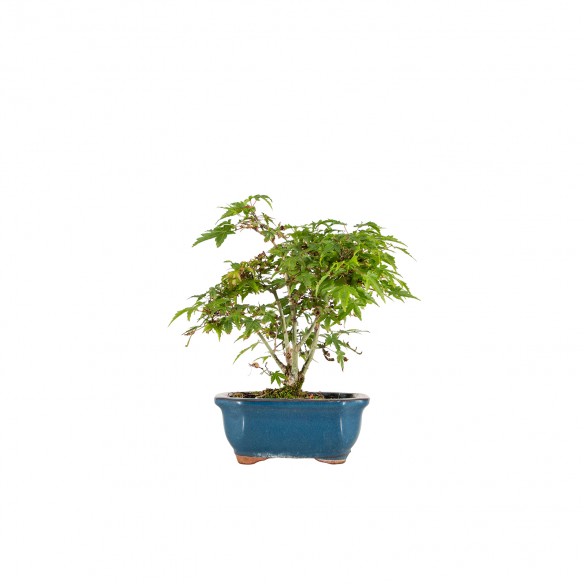 Acer palmatum Kiyohime - B6425
