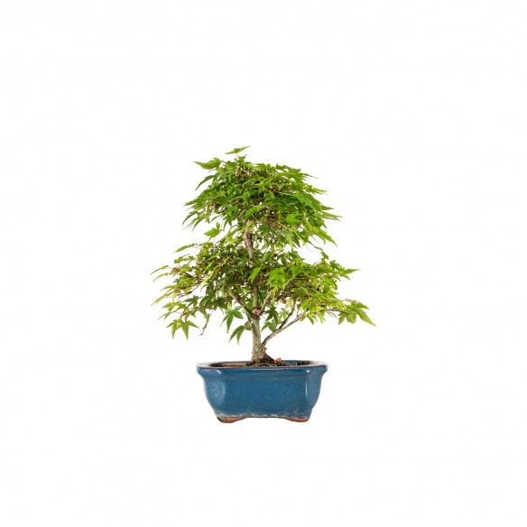 Acer palmatum Kiyohime - B6426