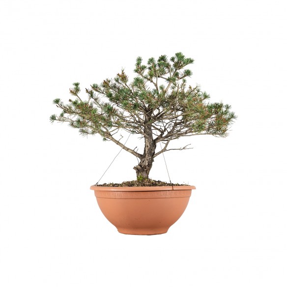 Pinus sylvestris - B4466