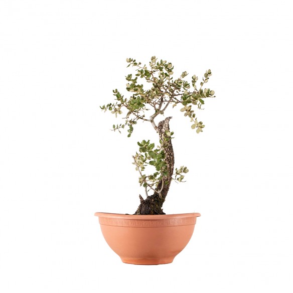 Quercus ilex - B4493