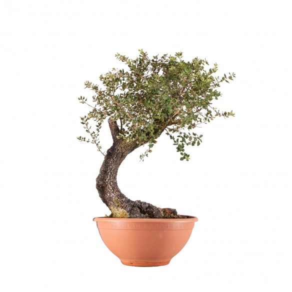 Quercus ilex - B4494