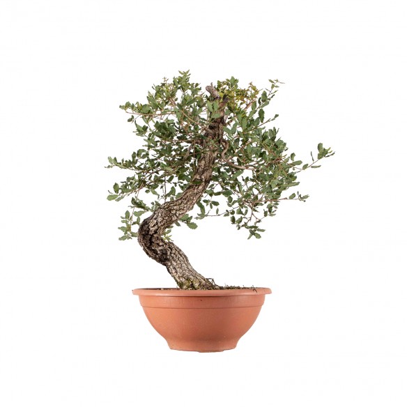 Quercus faginea - B5951