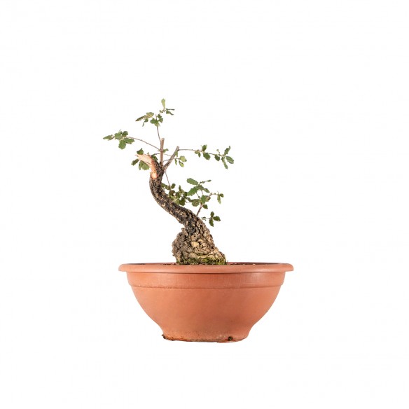 Quercus faginea - B5953