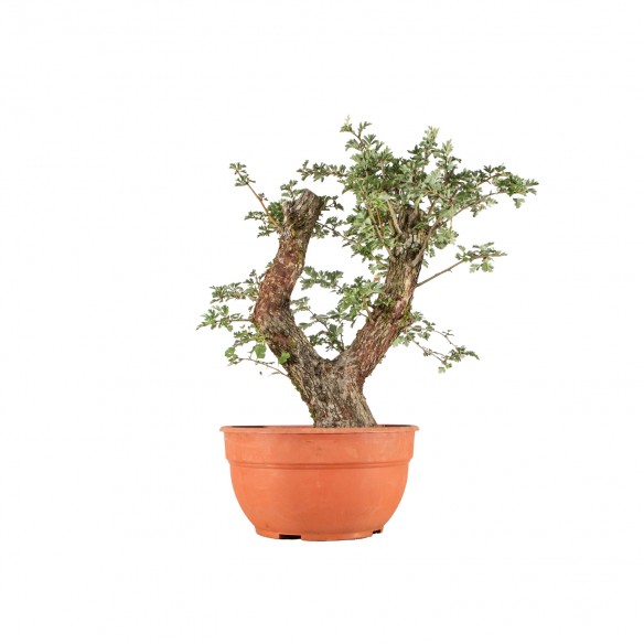 Crataegus monogyna - B4114