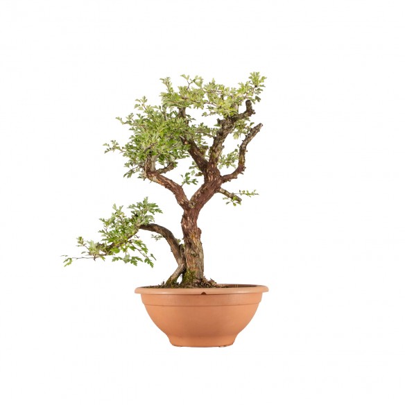 Crataegus monogyna - B4117