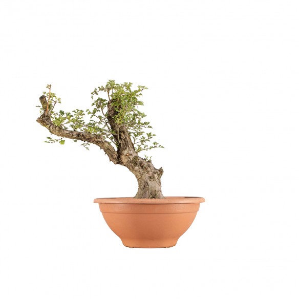 Crataegus monogyna - B4118