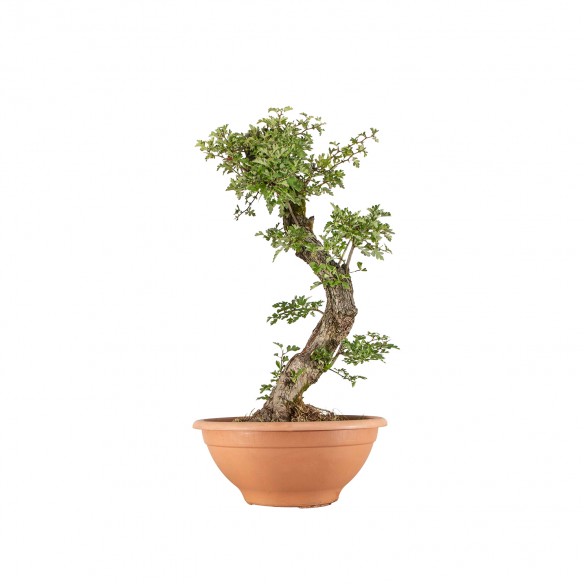 Crataegus monogyna - B4121