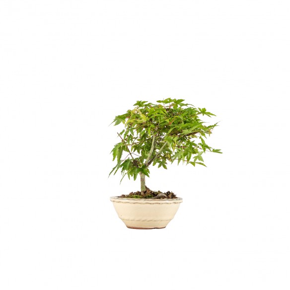 Acer palmatum Kiyohime - B6432