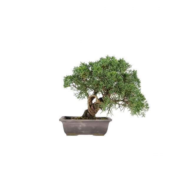 Juniperus chinensis Kishu -...