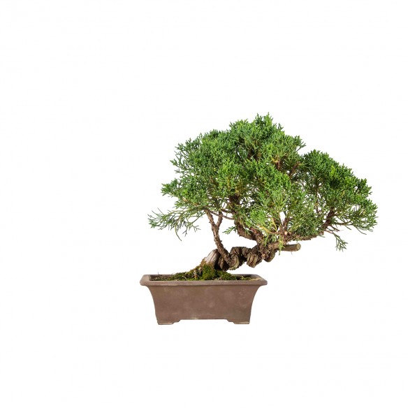 Juniperus chinensis Kishu -...