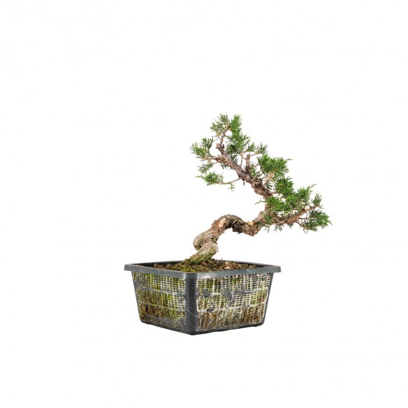 Juniperus Itoigawa - B6443