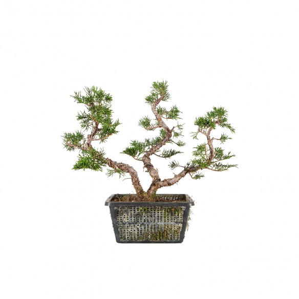 Juniperus Itoigawa - B6444
