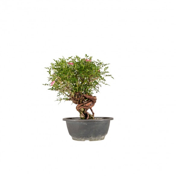Rosa canina - B6446