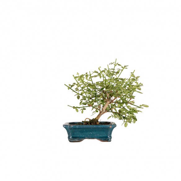 Jasminum - B6447