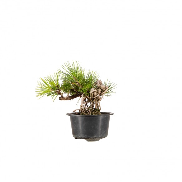 Pinus thunbergii - B6448