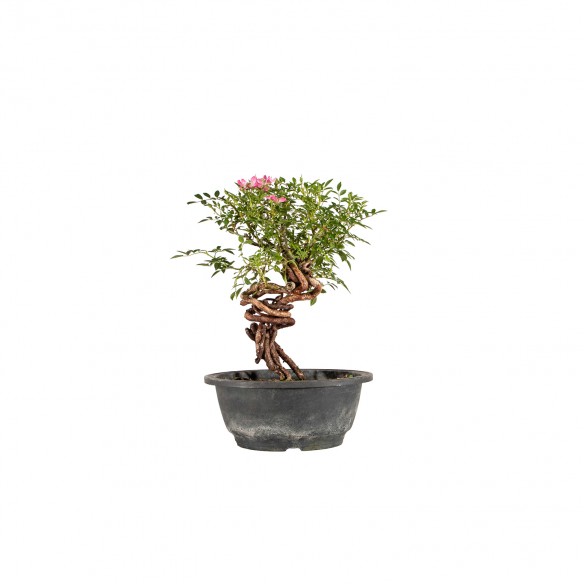 Rosa canina - B6449