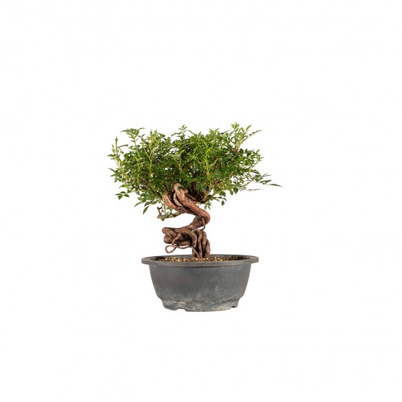 Rosa canina - B6450