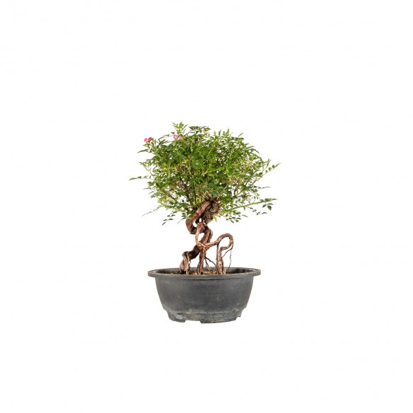 Rosa canina - B6451