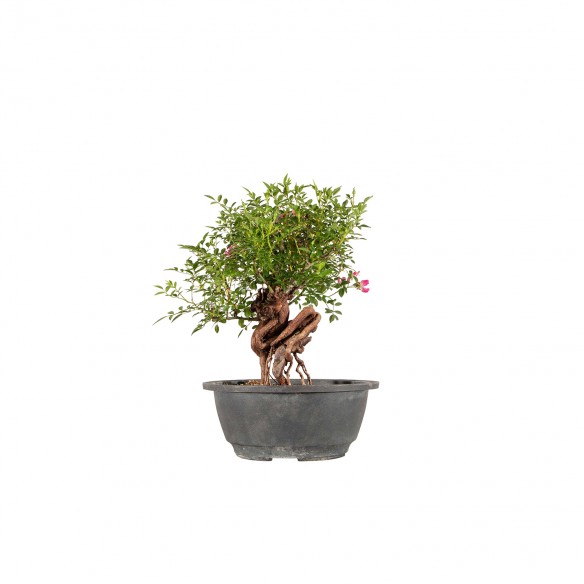 Rosa canina - B6452