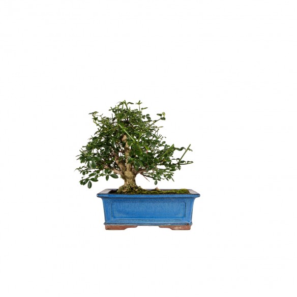 Jasminum - B6453