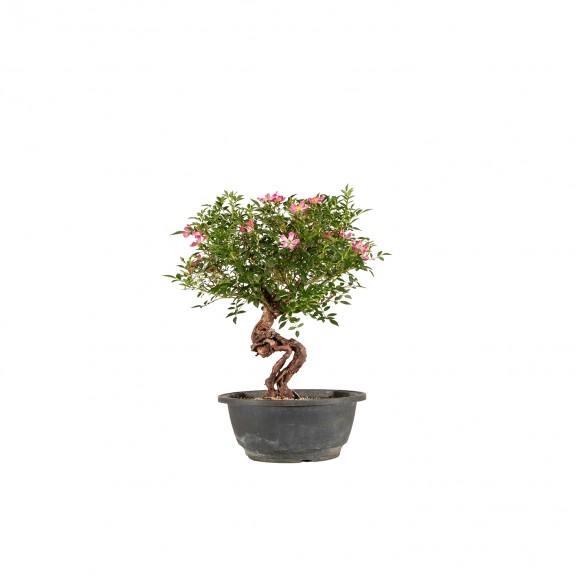 Rosa canina - B6454