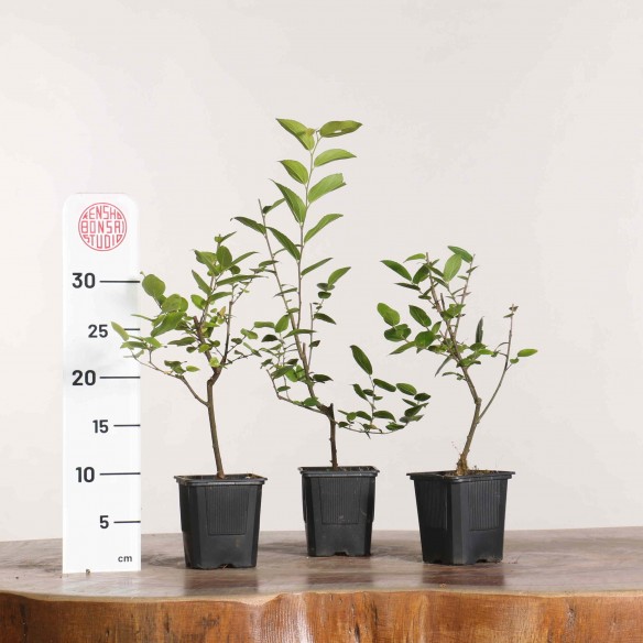 Celtis sinensis