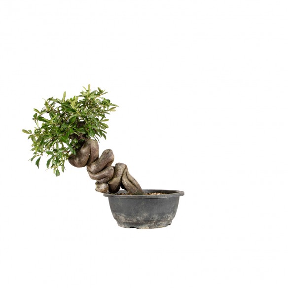 Pyracantha spp. - B6455