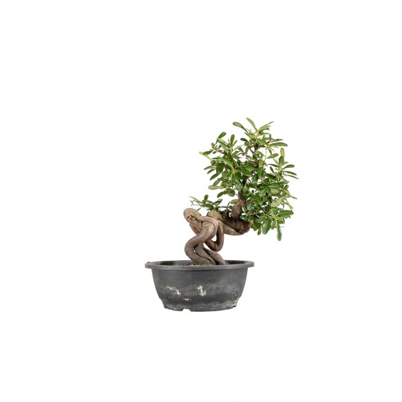 Pyracantha spp. - B6457