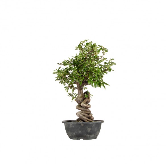 Pyracantha spp. - B6459