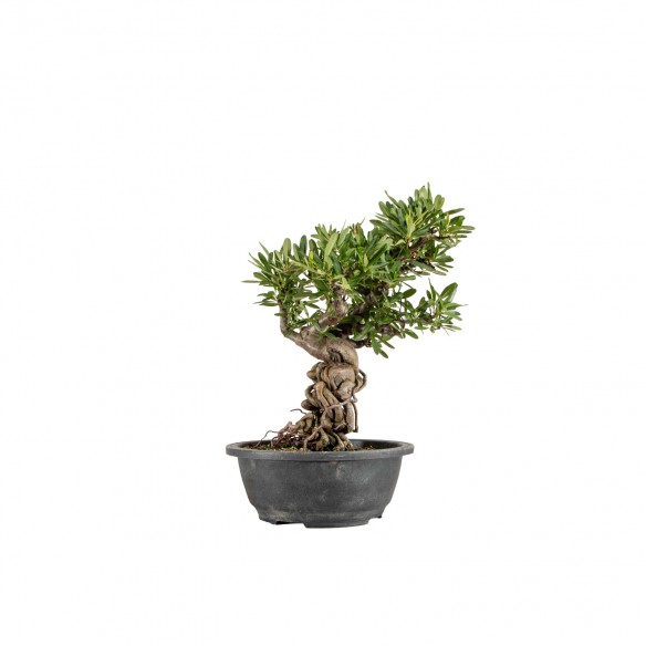 Pyracantha spp. - B6460