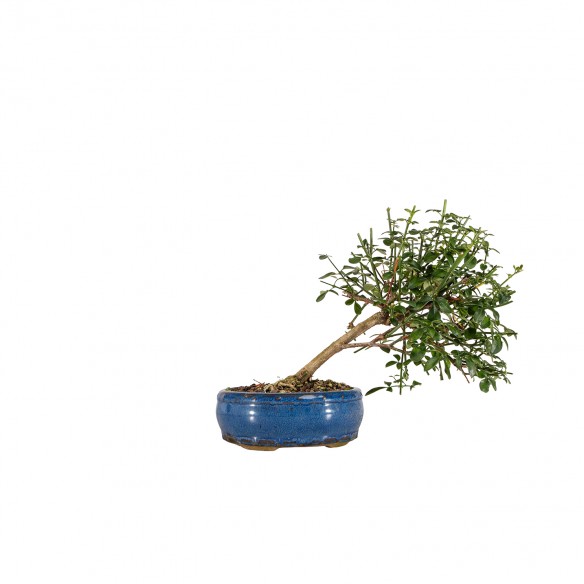 Jasminum - B6461