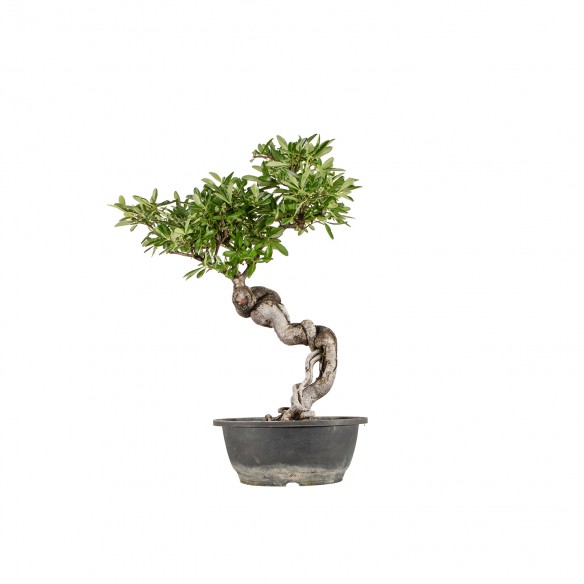 Pyracantha - B6463