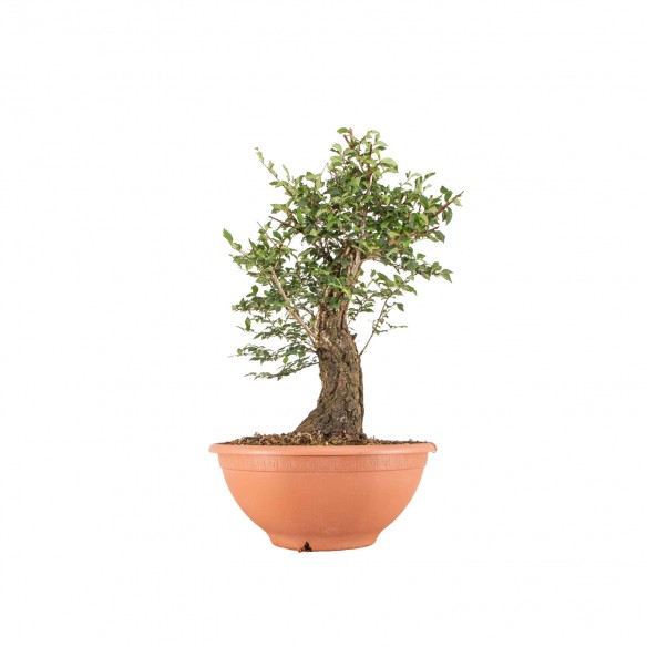 Ulmus minor - B6476