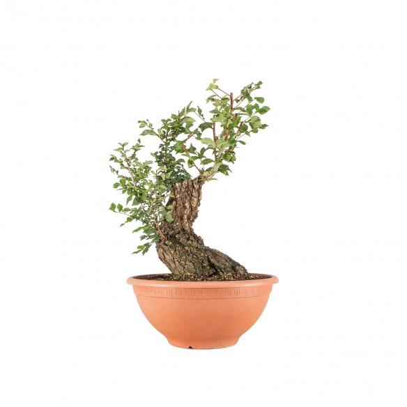 Ulmus minor - B6477