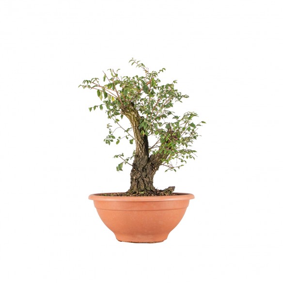 Ulmus minor - B6478