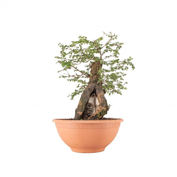 Ulmus minor - B6479