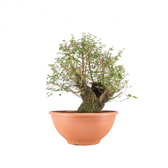Ulmus minor - B6480