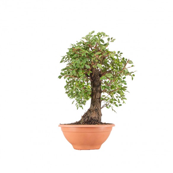 Ulmus minor - B6481