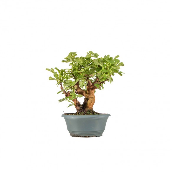 Ficus retusa - B6482