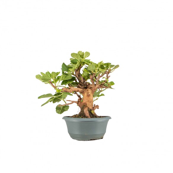 Ficus retusa - B6483