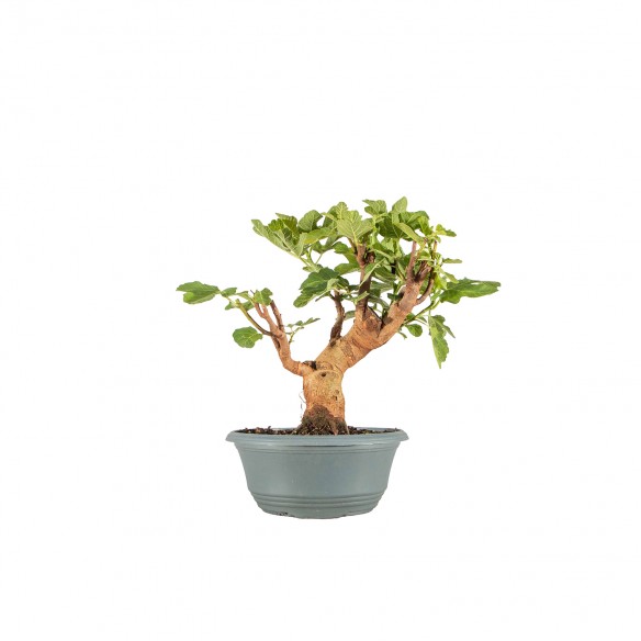 Ficus retusa - B6484