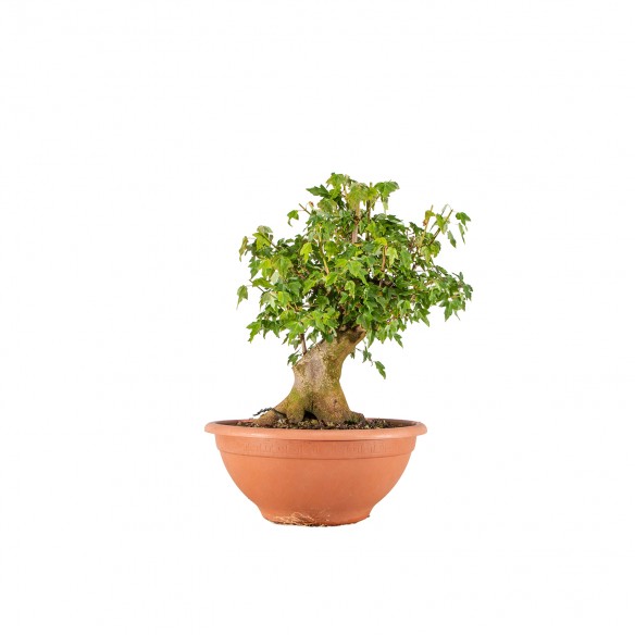 Acer buergerianum - B6485