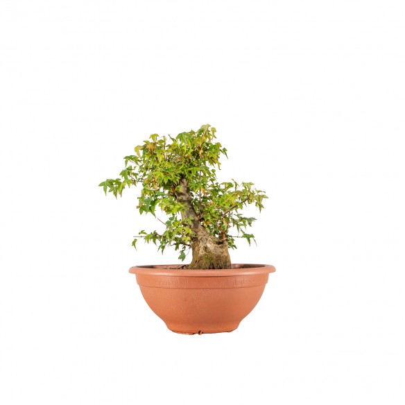 Acer buergerianum - B6486