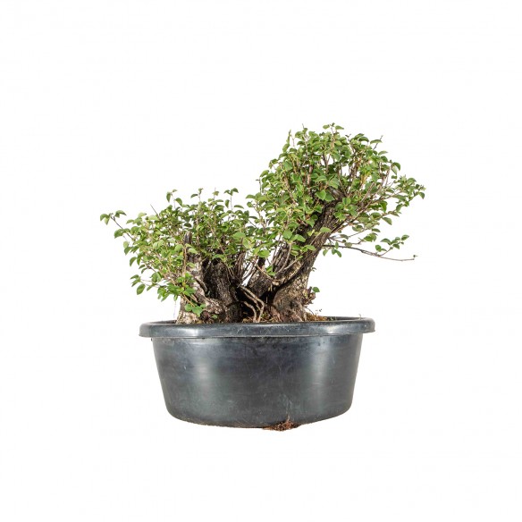 Prunus mahaleb - B6487