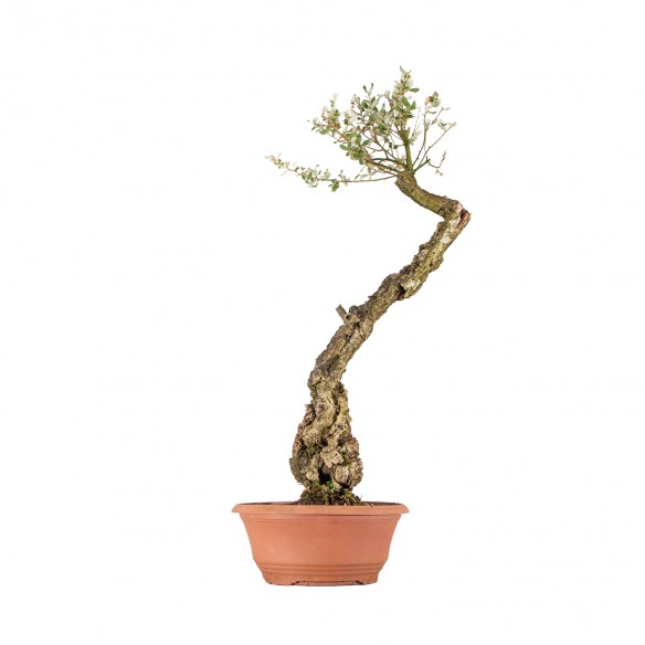 Quercus suber - B6501