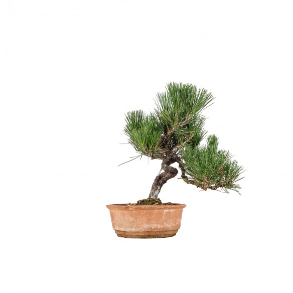 Pinus thunbergii - B6503