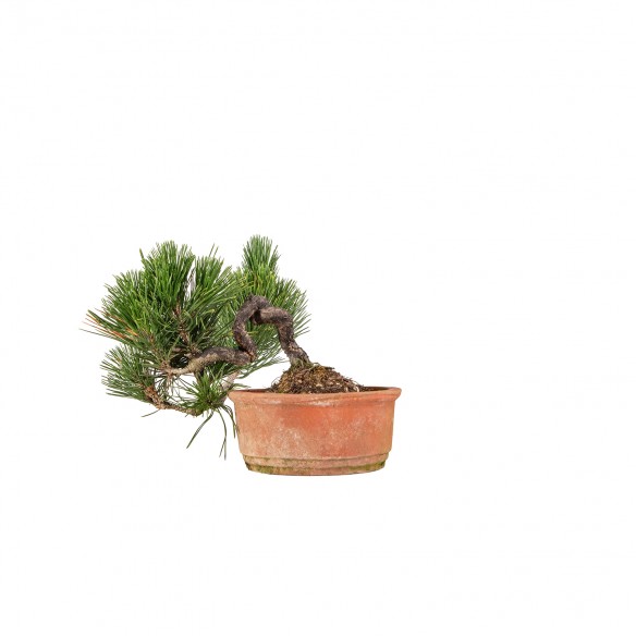 Pinus thunbergii - B6504